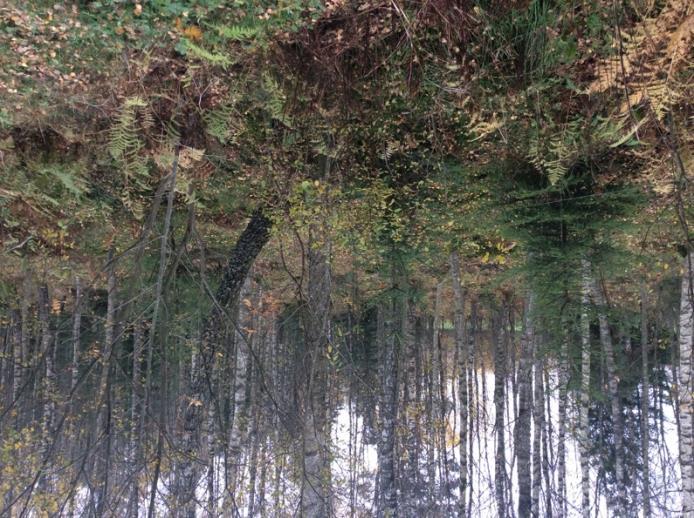 Naturvärdesobjekt 3 Skog och träd Triviallövskog Visst biotopvärde Obetydligt Blöt på sina håll, död ved stående och liggande men sparsamt förekommande.