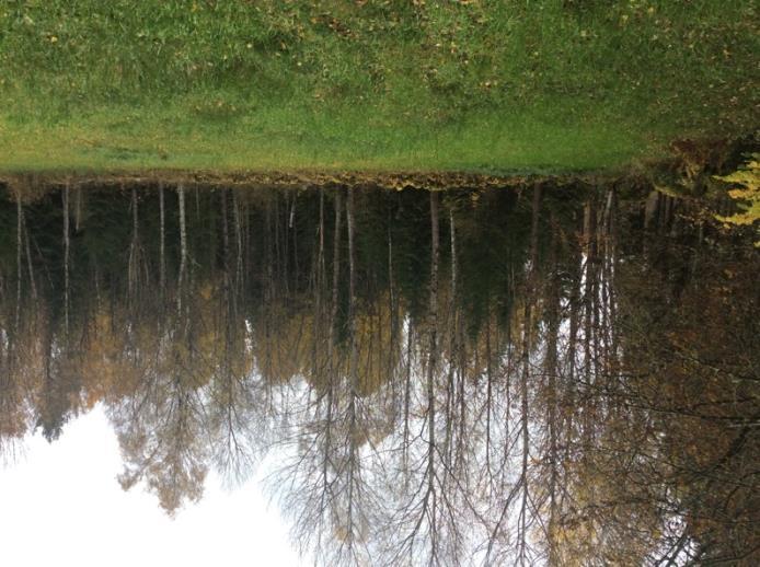 Naturvärdesobjekt 4 Skog och träd Triviallövskog Visst biotopvärde Obetydligt Vissa äldre lövträd, död ved, variation i ålder, stenmurar.