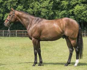 Champion sire) in Europe EXCEPTIONAL FIRST FOALS IN 2018 Undefeated Champion 2yo; Champion 3yo and Derby winner Sire of 41 individual Stakes horses including two
