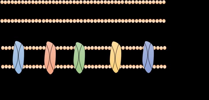Fråga 47 Flera kopplade transporter sker över det mitokondriella innermembranet.