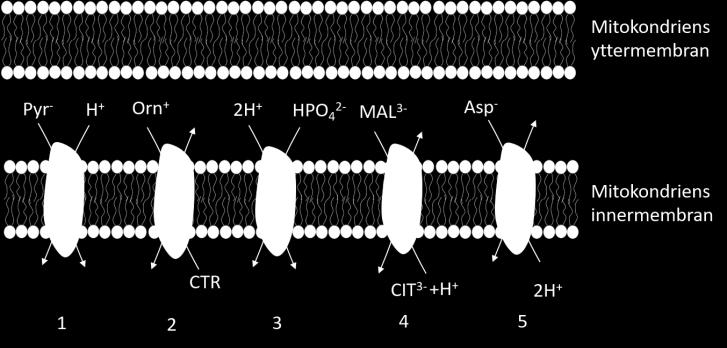 membranpotentialen? Ange det mest rätta svaret. (Förklaring till bild: Pyr - = pyruvat, Orn + = ornitin, CTR = citrullin, CIT 3- = citrat, Mal 3- = Malat, Asp = asparaginsyra) a. 2 och 4 b. 1 och 3 c.
