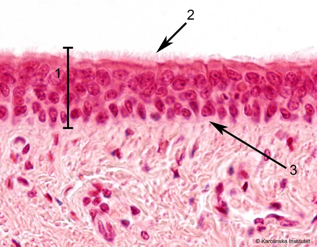 4. Flerradigt cylindriskt epitel Htx-eosin 1. Lamina epitelialis 2. Kinocilier 3. Basalmembran Välj ut ett bra avsnitt med hjälp av översiktsförstoring. Man ser mörka cellkärnor lagrade på varandra.