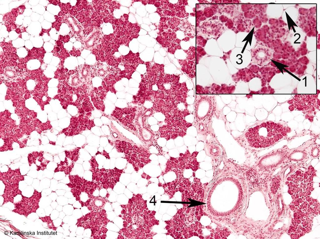 8. Körtelepitel (Glandula parotis/parotidea) Htx-eosin 1. Utförsgång (spottgång) 3. Körteländstycke, acinus 2. Fettcell, adipocyt 4.