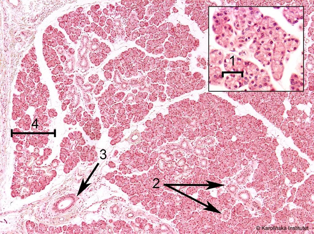 9. Körtelepitel (Glandula submandibularis) Htx-eosin 1. Körteländstycke, acinus 3. Spottgång 2. Utförsgång 4. Körtellob Detta är en blandad körtel innehållande såväl serösa som mukösa celler.