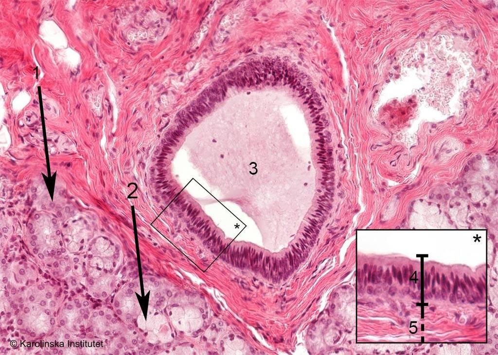 10. Körtelepitel (Glandula sublingualis) Htx-eosin 1. Serös acinus 4. Tvåradigt cylindriskt epitel 2. Mukös acinus 5. Bindväv 3. Större utförsgång En loberad körtel.