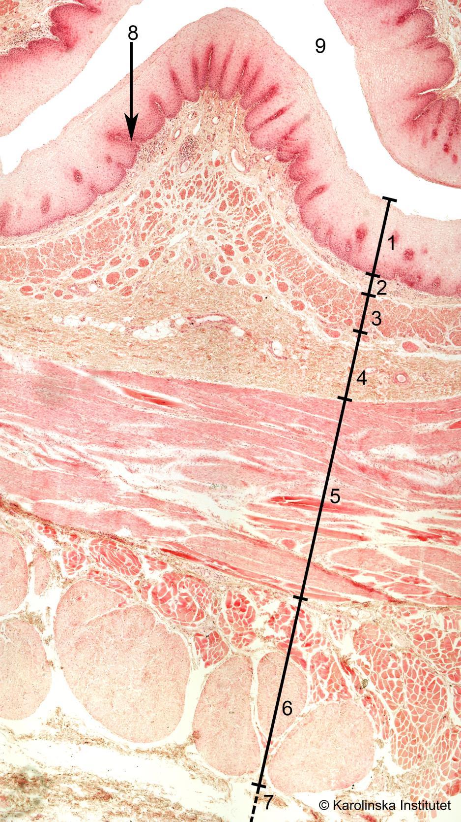 54. Esophagus Htx-eosin 1. Lamina epitelialis 6. Tunica muscularis externa (longitudinellt) 2. Lamina propria 7.