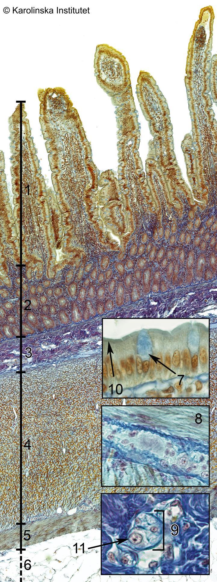 A61. Duodenum (apa) Azan 1. Villi 2. Lieberkühns körtlar 3. Tela submucosa 4. Lamina muscularis externa (c) 5. Lamina muscularis externa (l) 6. Tunica serosa 7. Bägarcell 8.