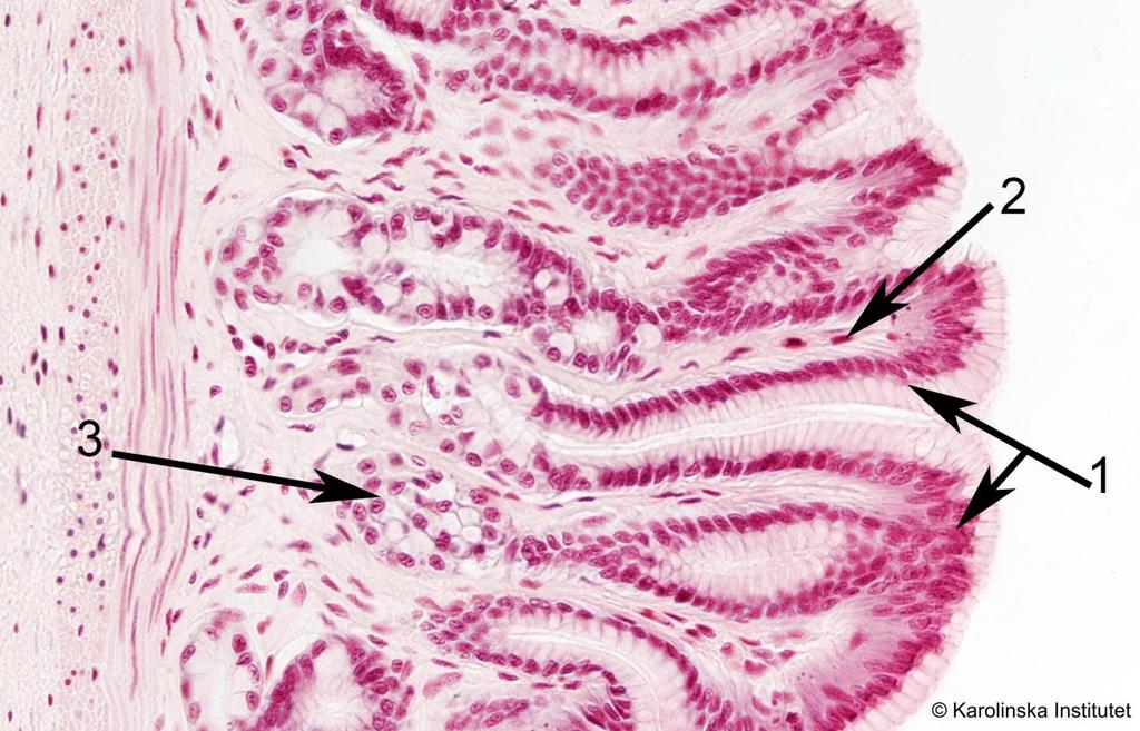 3. Enkelt cylindriskt epitel Htx-eosin 1. Epitelceller 2. Fibroblaster 3. Körtelceller Studera först översiktligt hela ytepitelet i låg förstoring. Välj ut det renaste tvärsnittet, dvs.