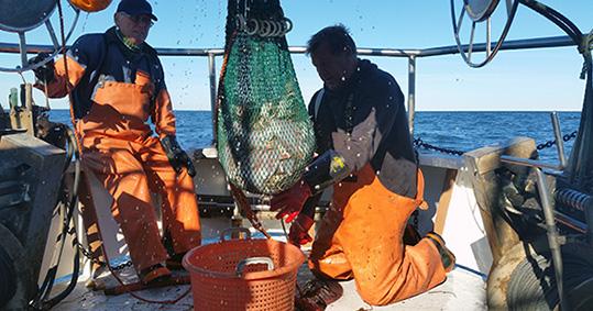 4, 3,8 Index 3,6 3,4 3,2 198 1985 199 1995 2 25 21 215 Värö Ustö Figur 9. Trofisk medelnivå 1983 215.