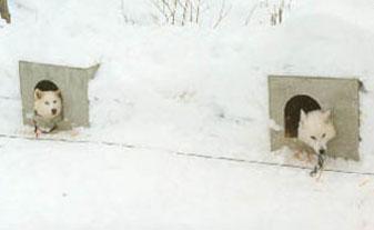 Man nästan grälade om vem som skulle få spåra i halvmeterdjup nysnö, vem som skulle få skida med den trasiga staven, vem som skulle