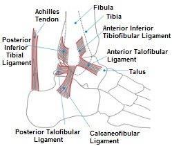 Anatomisk översikt fot och fotled Fotleden är en komplex del av kroppen som består av många leder, ligament och muskler som ska samverka.