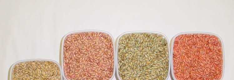 Utsädessmittor %, i de använda utsädena. År Sort Fusarium spp.