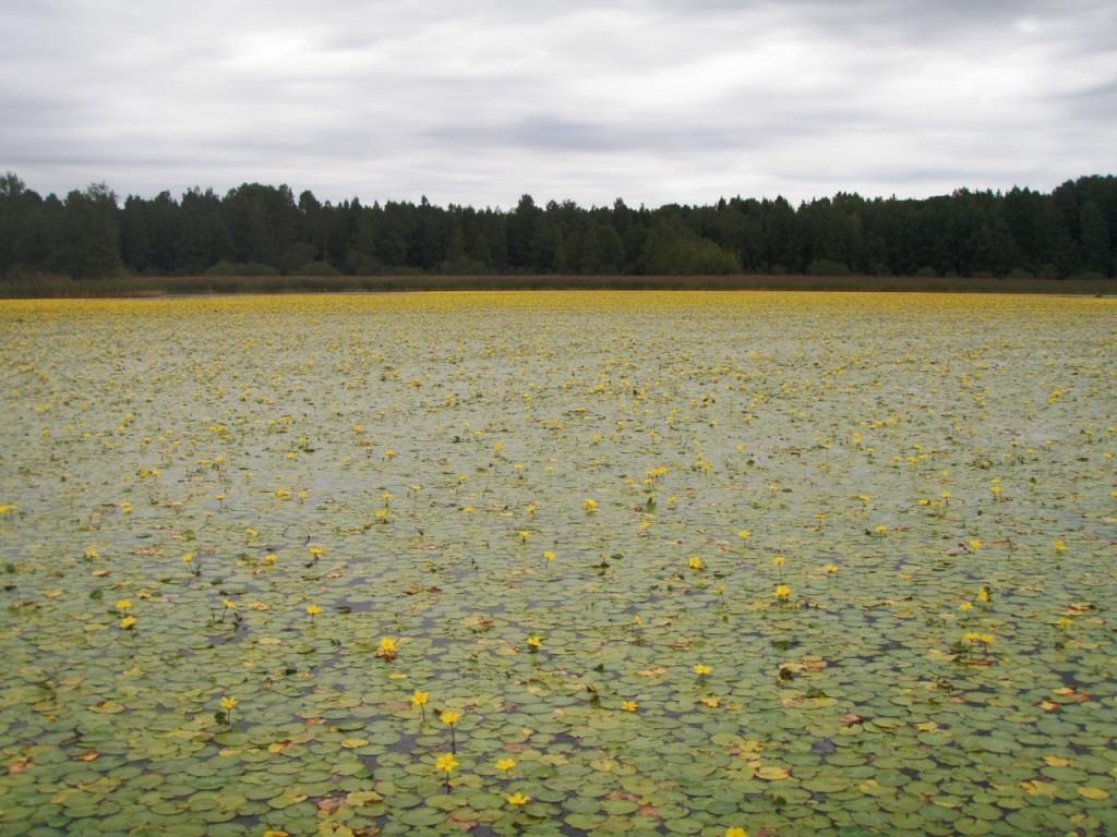 2.4 Främmande arter 2.4.1 Tillstånd I fyra förekomster i åtgärdsområdet, en sjö och tre vattendrag, har förekomst av främmande arter pekats ut som ett miljöproblem.