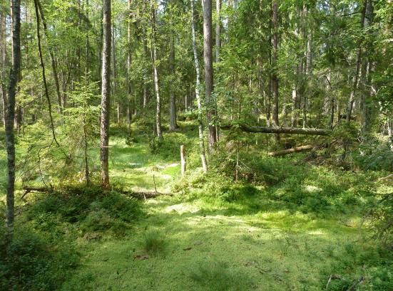 Några mindre höjder ingår i skötselområdet och på dessa höjdlägen dominerar tallen.