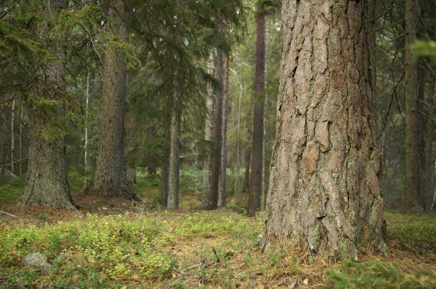 Det finns även flera fuktstråk och gamla grävda skogsdiken. Dikena löper i huvudsak i nordsydlig riktning nedanför hällmarkstallskogen på höjderna i områdets västra del.