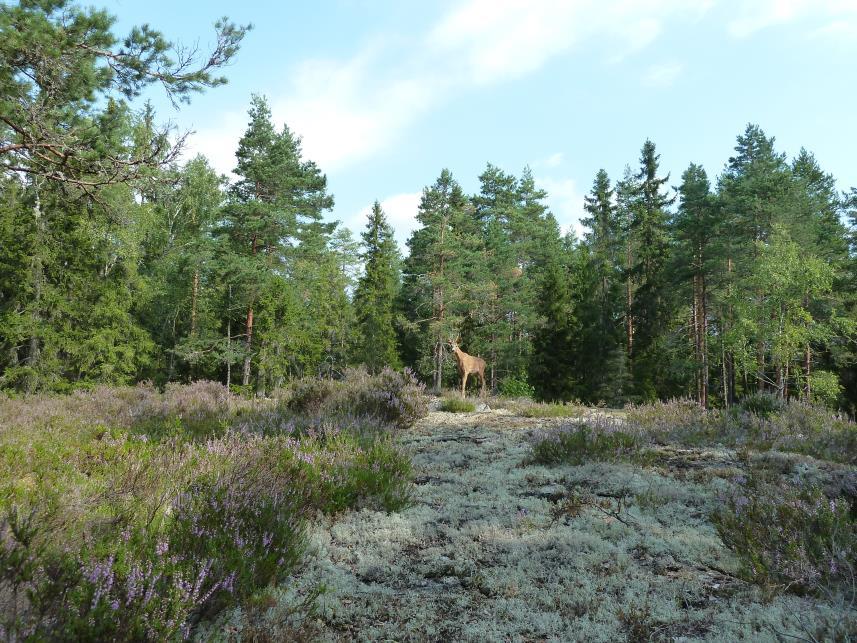 Det ska finnas rikligt med gamla tallar, men även ett måttligt inslag av äldre lövträd och gran. Grov död ved i olika nedbrytningsstadier finns i rikliga mängder.
