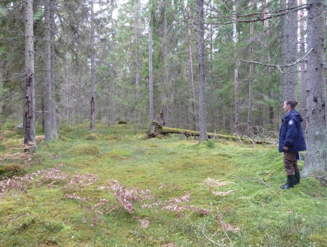 Reservatet har fram till i dag nyttjats sparsamt för småskogsbruk och har delvis påverkats av gallring och plockhuggning, men mycket försiktigt i sen tid, och inslaget av gamla träd är stort.