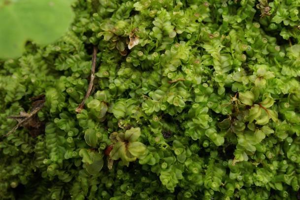 Hällestads-Torps naturreservat utgörs av ett område med gammal barrskog där flertalet tallar och granar är mycket gamla och grova.