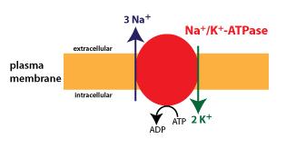 DIGOXIN verkningsmekanism 1.