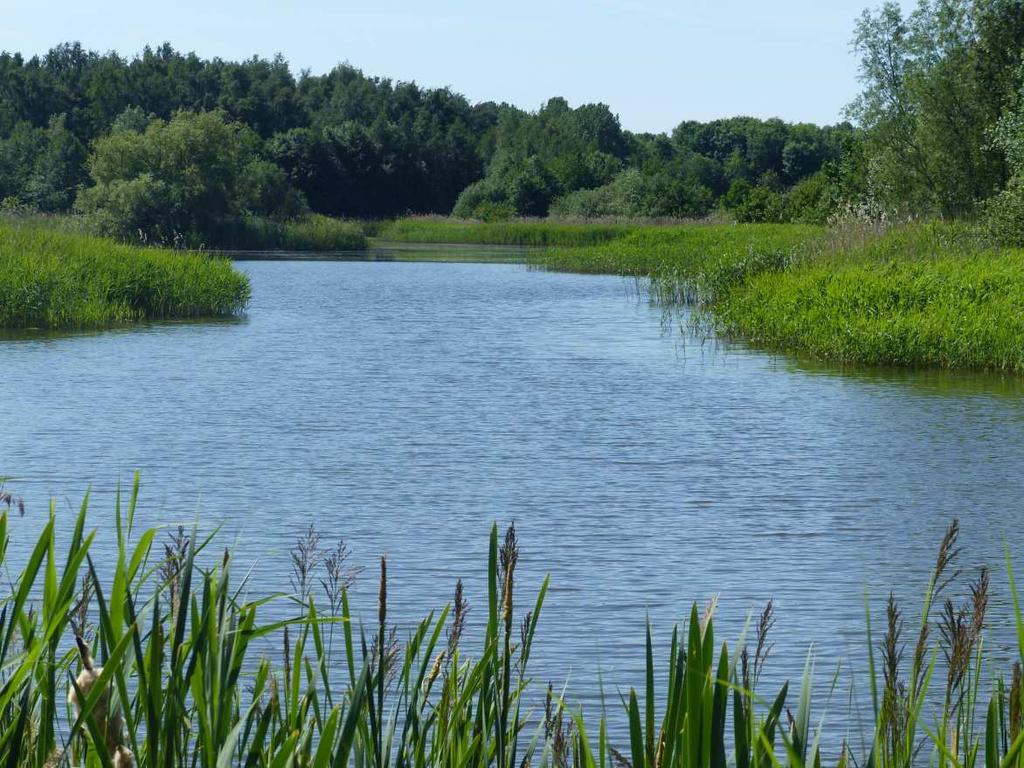 Längs östra och västra kanten finns en lägre buskvegetation. Väster om dammen breder stora gräsytor ut sig (fig.