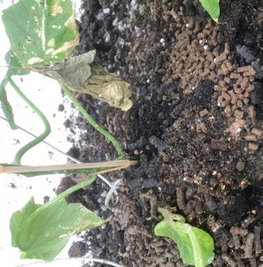 En jämförelse med gurkplantans behov av kväve, fosfor och kalium, som presenteras i tabell 1, visar att det tillförts för mycket kväve och fosfor under det enskilda året.