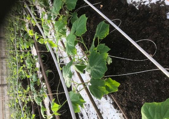För hög temperatur på bevattningsvattnet vid solsken är ett allvarligt problem och kan skada plantans rötter. Det vatten som står i droppsystemets matarslangar kan bli 50 ºC varmt.