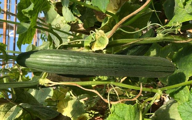 Plantan ska ha möjlighet att ta upp koldioxid, vatten och växtnäring. Uppbindnings- och beskärningssystem Många faktorer har inflytande på gurkodlingen.