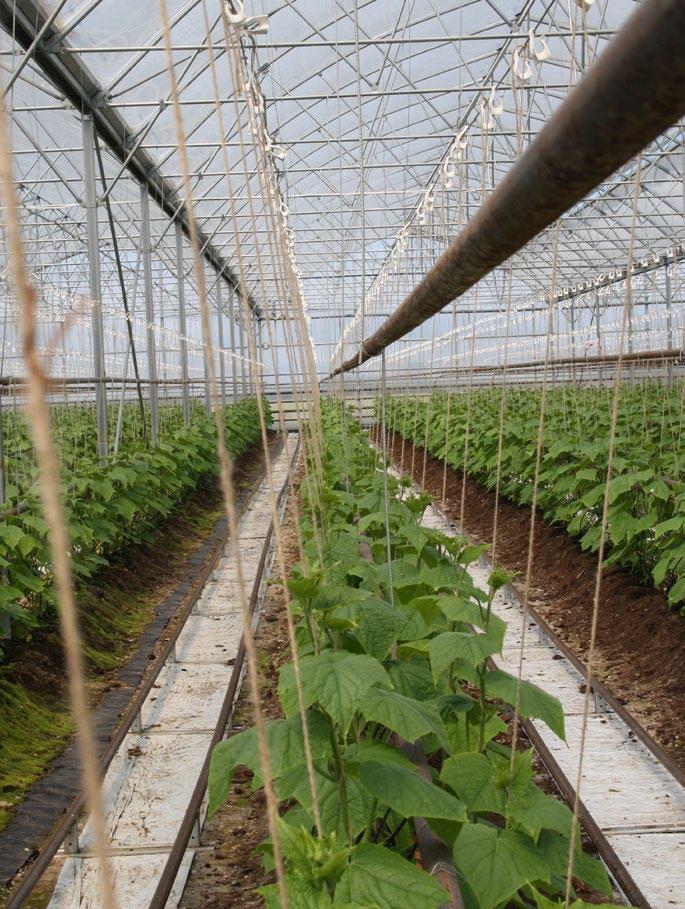 Bind ett komposterbart snöre på tråden. Snurra plantan till snöret vid planteringen, det behöver inte knytas. Snurra plantan runt snöret 2 3 gånger per vecka, 1 snurrning mellan varje blad.