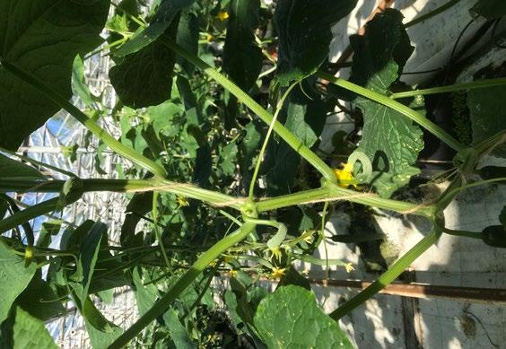 Antal stamgurkor Under plantans uppväxt till tråden ska du bestämma hur många stamgurkor du tänker skörda. Det kan vara ett svårt beslut. Titta först på plantan och bedöm om den är kraftig eller tunn.