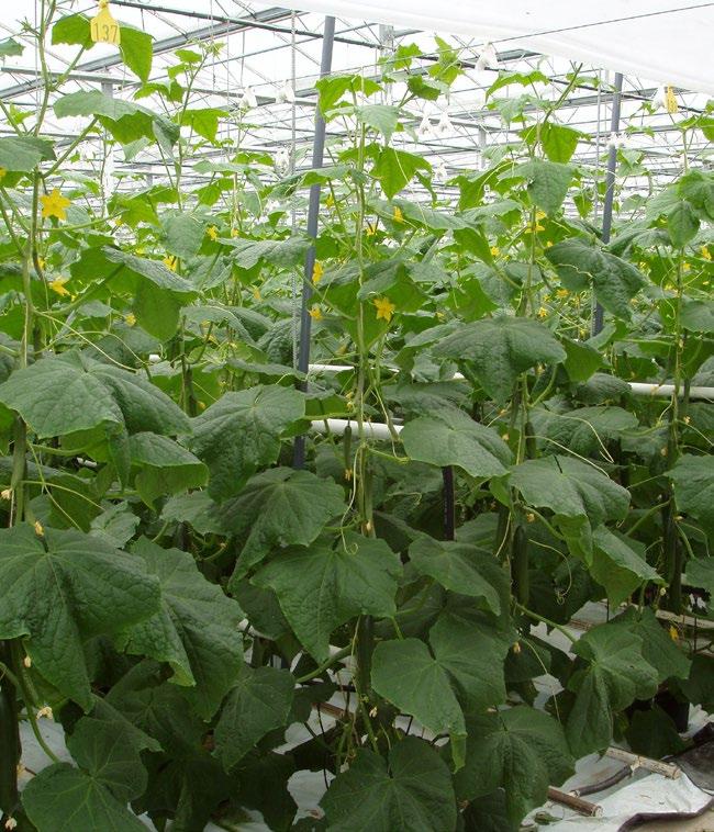 Harmonisk planta med skördestart av första gurkan när plantan når tråden. Foto: Stig Arne Molén. Vid sommarplantering får plantan 18 20 blad till tråden och fler stamgurkor.