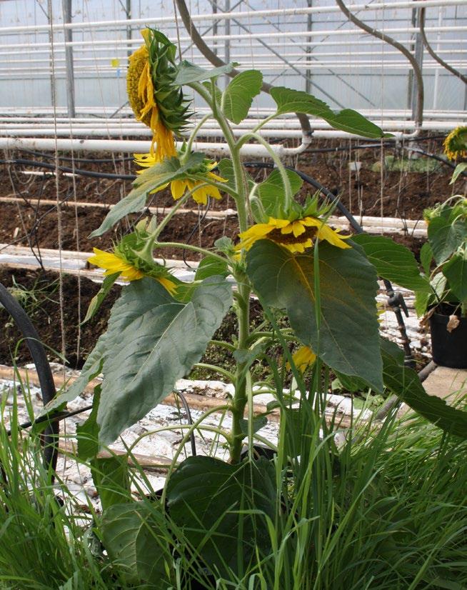 Insekten är mycket skygg och gömmer sig på bladens baksida så det är viktigt att gå försiktigt fram. Biologisk bekämpning finns ännu inte.