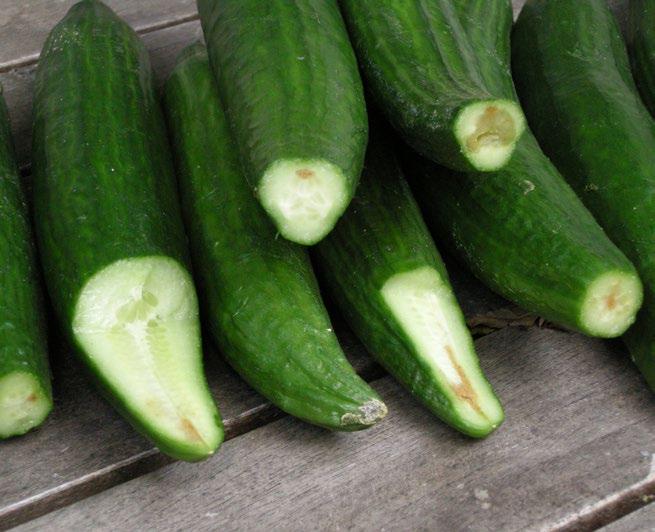 Gurkor angripna av svartprickröta. Invändig fruktröta börjar i gurkans blomända och vävnaden blir brun och insjunken. Foto: Stig Arne Molén.