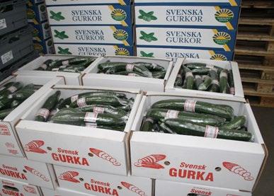 Redan 2 000 år före Kristus kom gurkplantan till området runt Medelhavet och till Egypten.