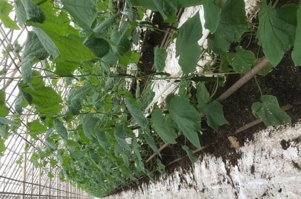 Gurkodlingen i Nederländerna I Nederländerna är gurkproduktionen numera en stor exportindustri. 85 procent av produktionen exporteras, framför allt till Tyskland men även till Sverige.