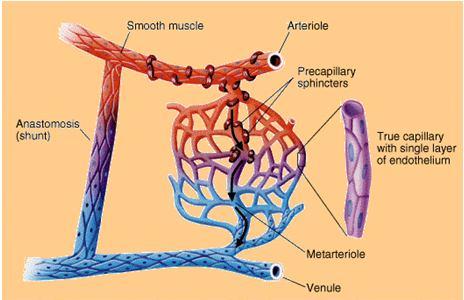 Fibertyper Glut-4 Blood Volume and training Hur skiljer sig barn från vuxna? Ej lika trötta, varför?