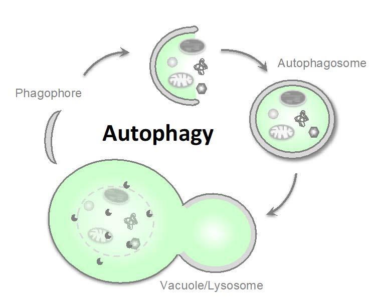 Development and utilization of CRISPR/Cas9 technology to modulate autophagy for potato improvement Autophagy: Self-eating process from yeast to mammals Major functions: Cytoprotection Stress