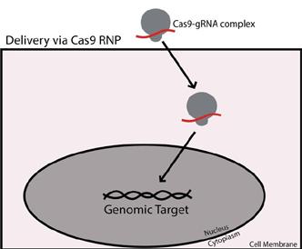 Development and utilization of CRISPR/Cas9 technology to modulate autophagy for potato improvement Autophagy