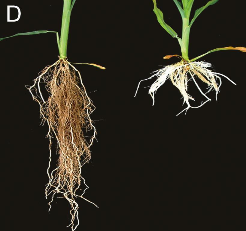 Majs Väldränerad Vattensjuk Rotsystemets arkitektur styrs av genetiken och miljön