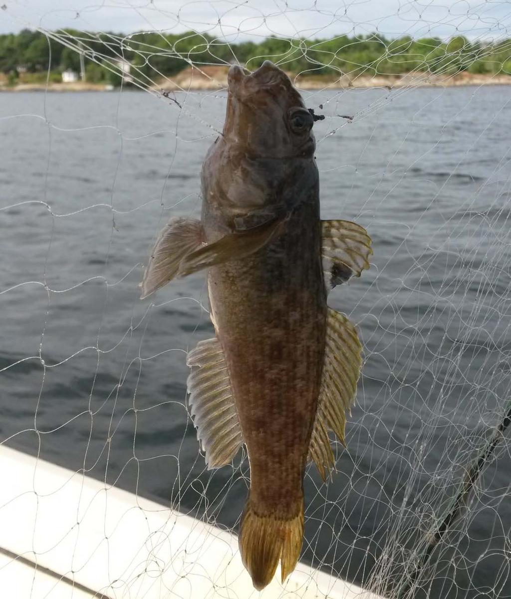 Sjukdomar och parasiter Under fisket med kustöversiktsnät 216 fångades totalt 1 49 fiskar (inklusive fångsten vid störda ansträngningar).