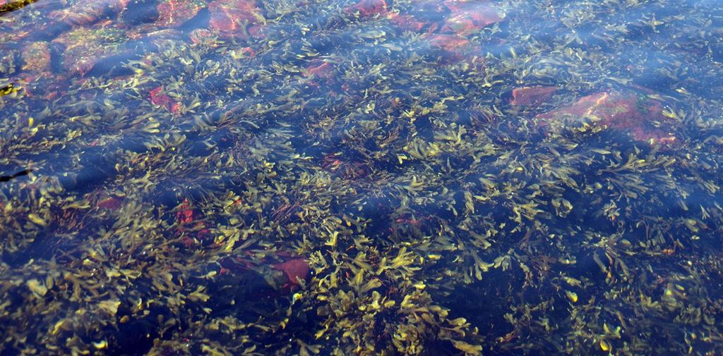 En sammanvägd bedömning av utvecklingen hos studerade algsamhällen indikerar en begränsad påverkan av det uppvärmda kylvatten som tillförs från Oskarshamnsverket.