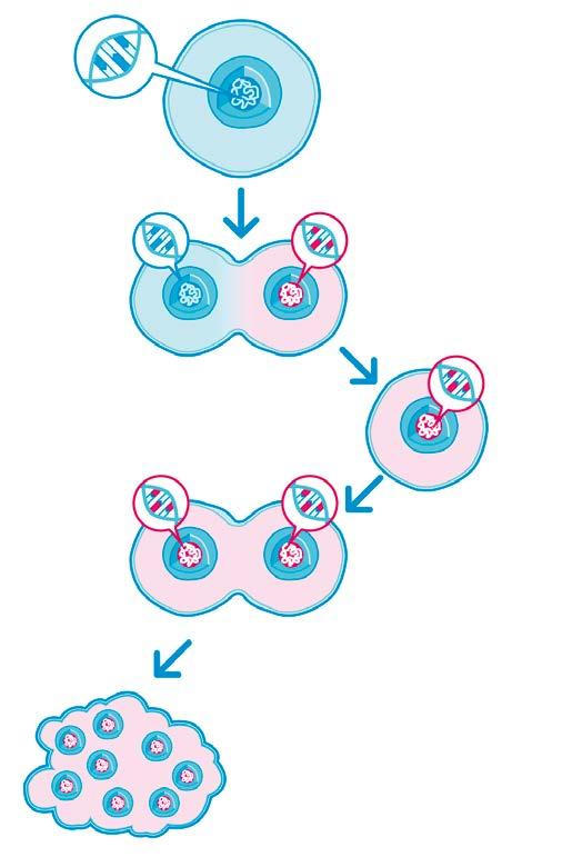 Om cancer Friska celler i jämförelse med tumörceller cellkärna med friskt DNA frisk cell friskt DNA