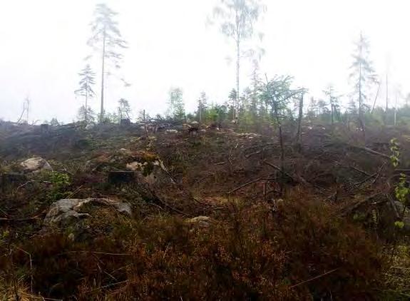 och figur 13. Varken nattsländan Semblis phalaenoides eller flodkräfta påträffades. Vid undersökning 2006 påträffades flodkräfta men inte vid provtagning 1992. Tabell 8.