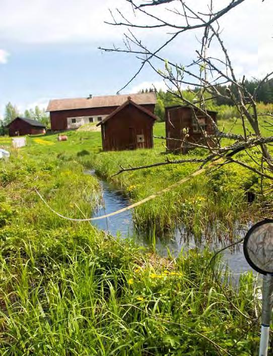 4.5 Dammsjöbäcken VS 2130 6644721/1494698 2010-05-26 Vattenförekomst Kalkning Nationellt värdefull Biotopkarterad Lokalbeskrivning Mycket fin liten bäck i jordbrukslandskap.