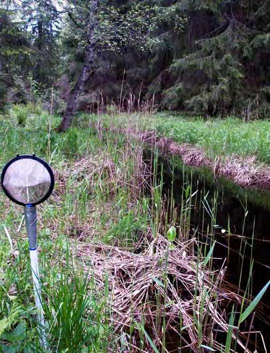 4.8 Djupebobäcken VS 2133 6622103/1517425 2010-05-24 Vattenförekomst Kalkning Nationellt värdefull Biotopkarterad Lokalbeskrivning Lokalen var rätad och mycket ensidig med tät granskog på båda sidor