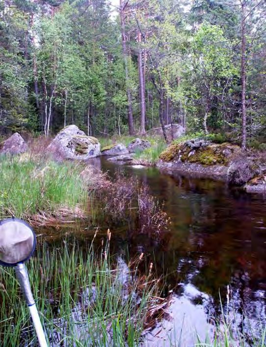 4.11 Vågsjöbäcken VS 2136 6619744/1508869 2010-05-27 Vattenförekomst Kalkning Nationellt värdefull Biotopkarterad Lokalbeskrivning Mycket fin bäck.