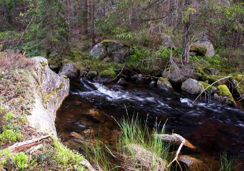 Tabell 28. Egen bedömning av Vågsjöbäcken. Biotop Naturvärde Försurning Ekologisk status Mycket högt värde Mycket högt värde Nära neutralt Mycket högt värde Vad säger bottenfaunan om ekologisk status?