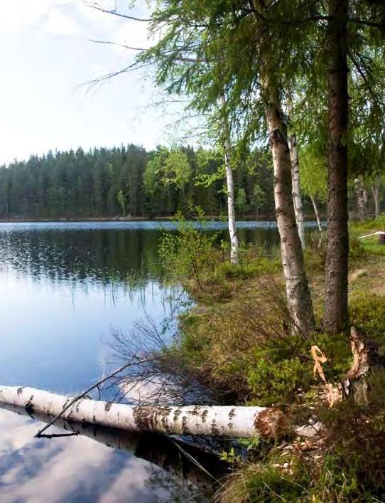 4.25 Örtjärnen VS 2148 6646042/1489926 2010-05-26 Vattenförekomst Kalkning Nationellt värdefull Biotopkarterad Lokalbeskrivning Provlokalen bestod av en 50 m lång sträcka av Örtjärnens strand vid
