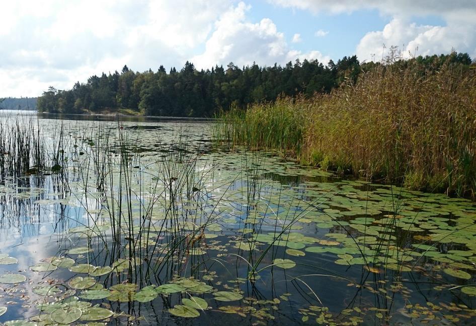 sand och grus, sten och block samt hällar. På större djup dominerade findetritus och lera, ibland med inslag av sand. 2 4 3 1 5 11 6 10 7 9 8 Figur 20-22.