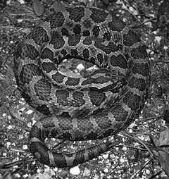 Inte alla element distinkta Exempel: MASSASAUGA är en nordamerikansk skallerorm På hur många sätt kan man felstava ormens namn givet att man kommer ihåg alla och hur många bokstäver det skall vara?