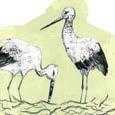 BIOLOGISK MÅNGFALD OCH EKOSYSTEMTJÄNSTER Mål: Skydda och utveckla kommunens natur och grönområden på ett sätt som främjar biologisk